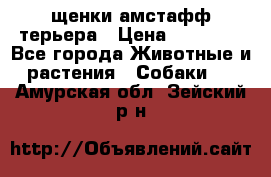 щенки амстафф терьера › Цена ­ 30 000 - Все города Животные и растения » Собаки   . Амурская обл.,Зейский р-н